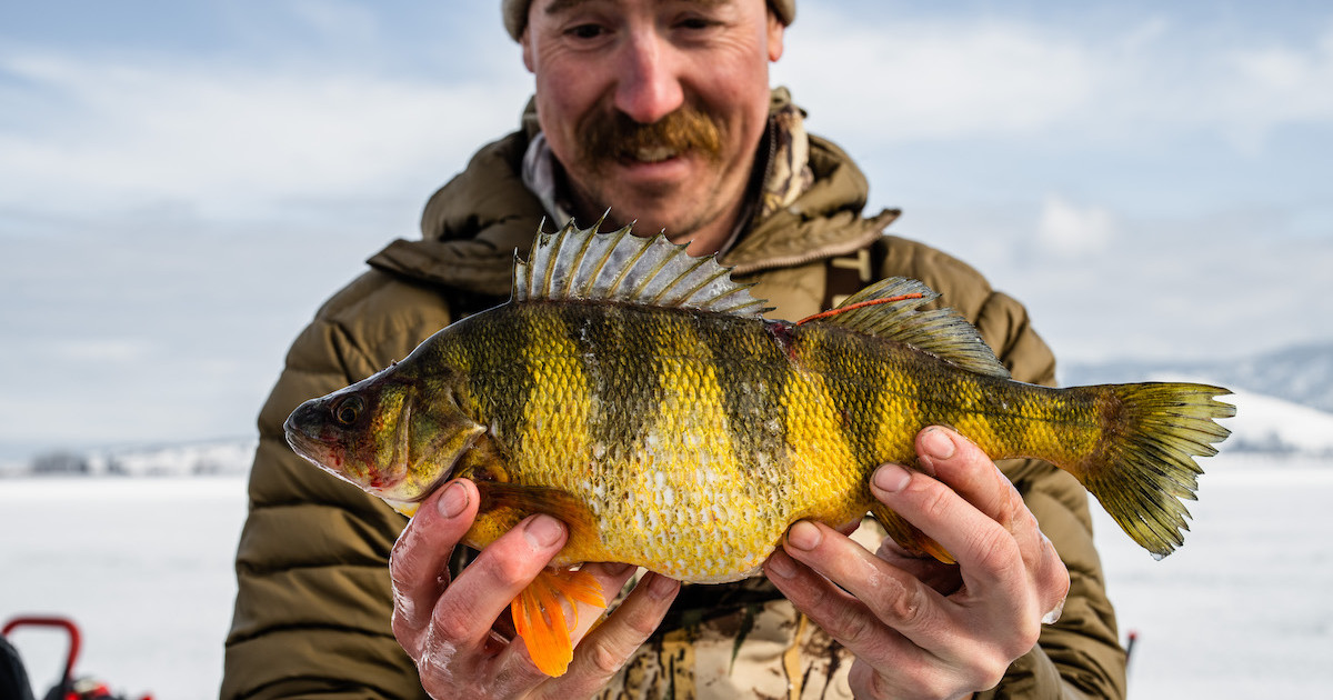 Perch Domain Huge Yellow Perch