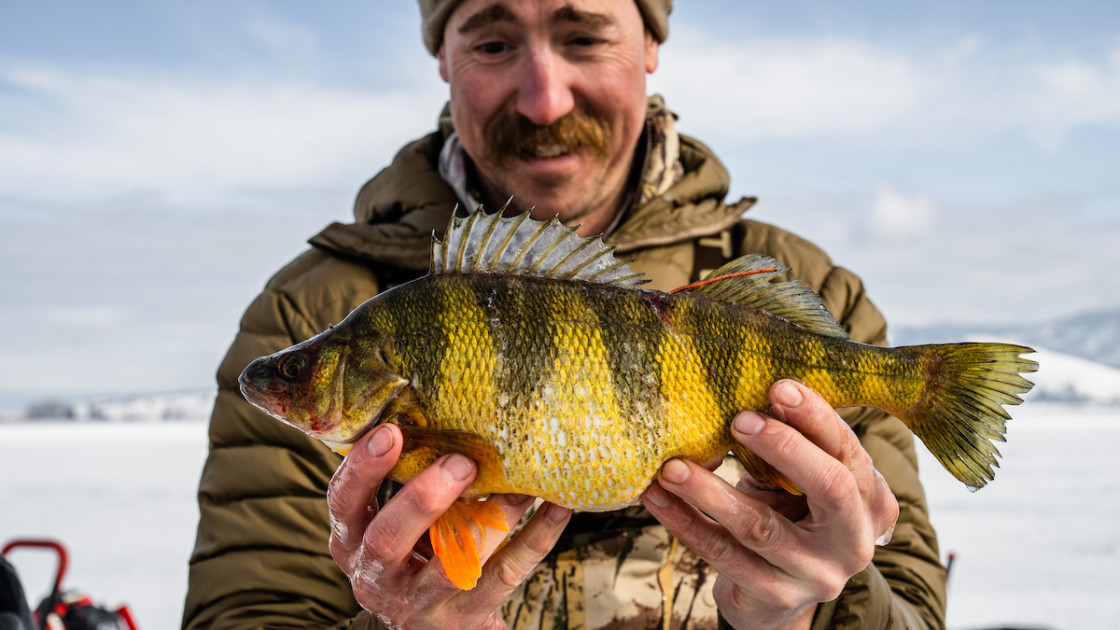 https://images.ctfassets.net/pujs1b1v0165/69JN8W7ANJwfYPxaSfTyUB/dc0c4f8dac8c89d4c09bfe9b96858265/how_to_catch_more_perch.jpg?fit=fill&w=1200&h=630