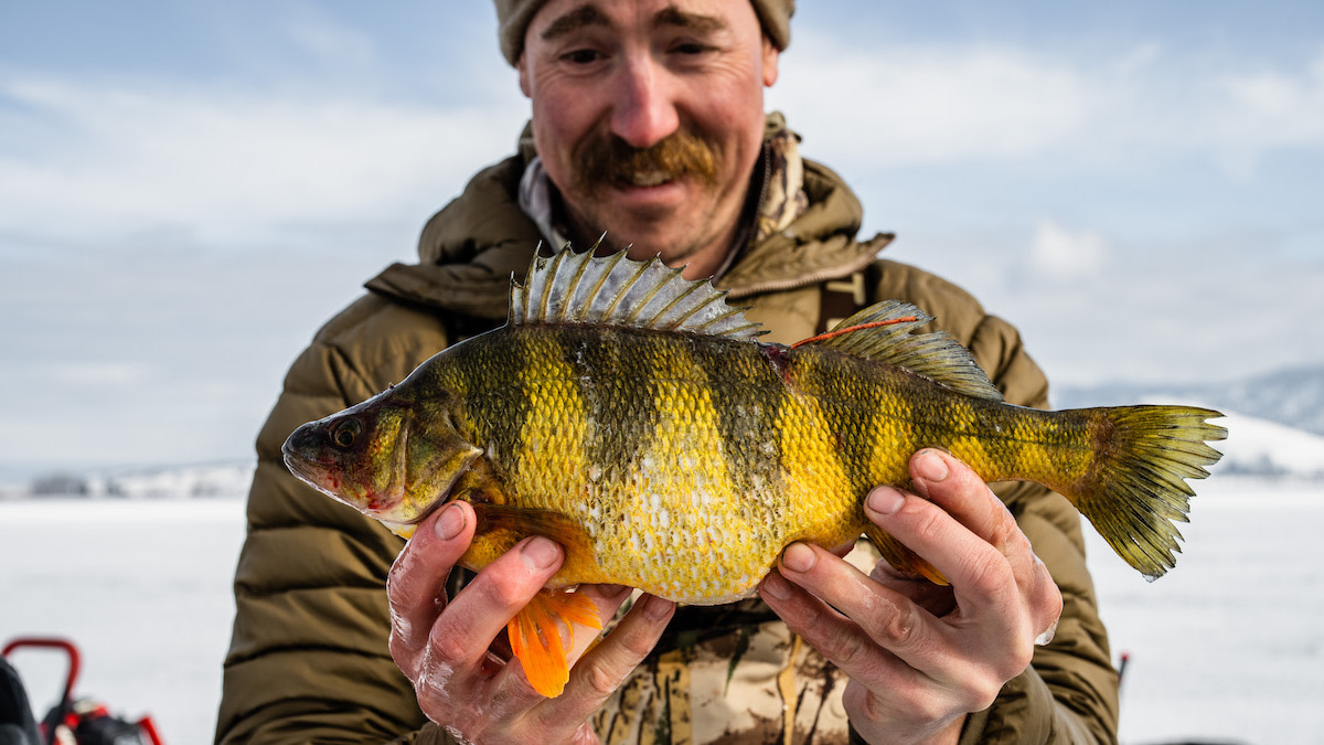 How to Catch More Perch MeatEater Fishing How to Catch More Perch MeatEater Fishing