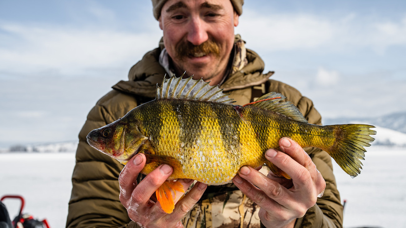 Fish Pearch How to Catch More Perch | MeatEater Fishing