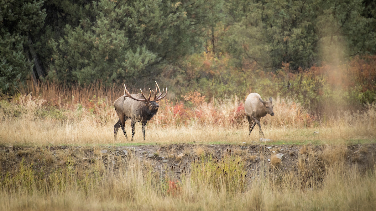 4 Ways Elk Hunting Is Not Deer Hunting