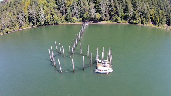 Fish Traps: The Pound Net Revival