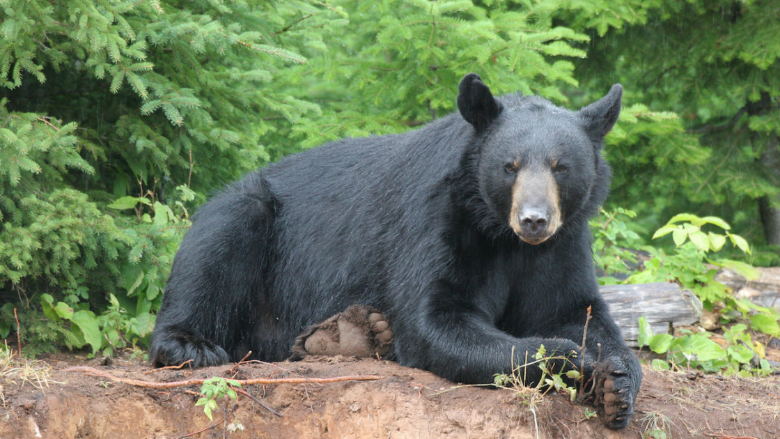 Recent Bear Attacks Prompt a Call to Ease Hunting Restrictions