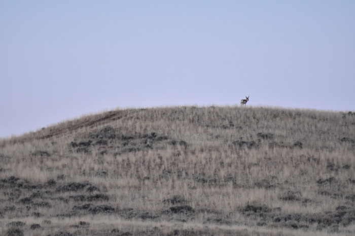 Wyoming Antelope Hunting