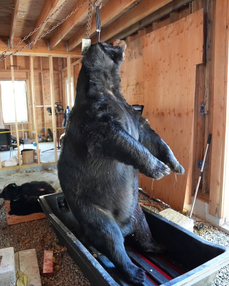 770 pound black bear