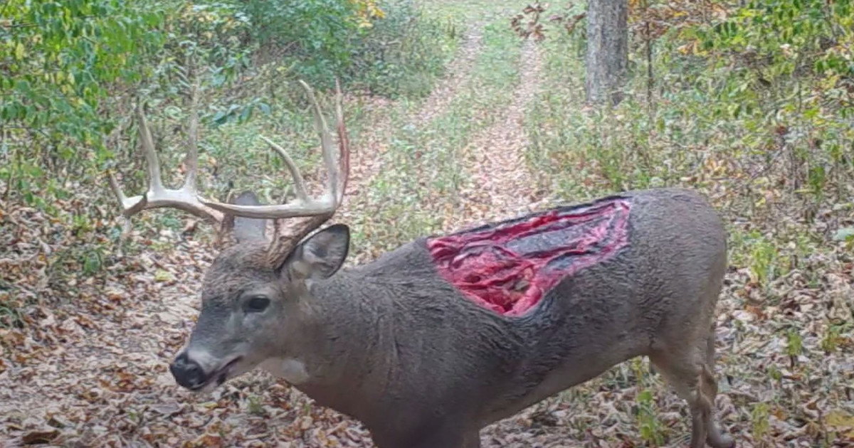 Video Zombie Deer With Unbelievable Wound Caught On Trail Camera Meateater Hunting Video Zombie Deer With Unbelievable Wound Caught On Trail Camera Meateater Hunting