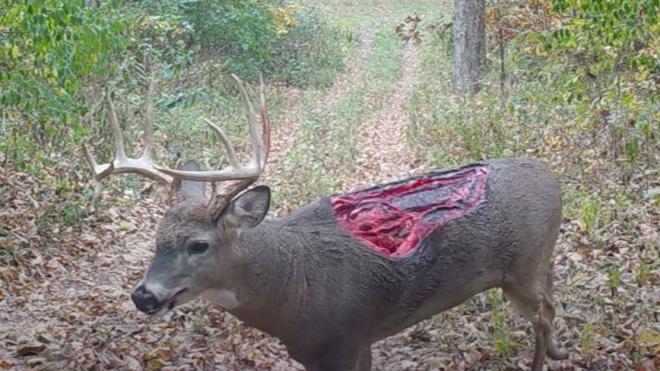 Video: Zombie Deer with Unbelievable Wound Caught on Trail Camera