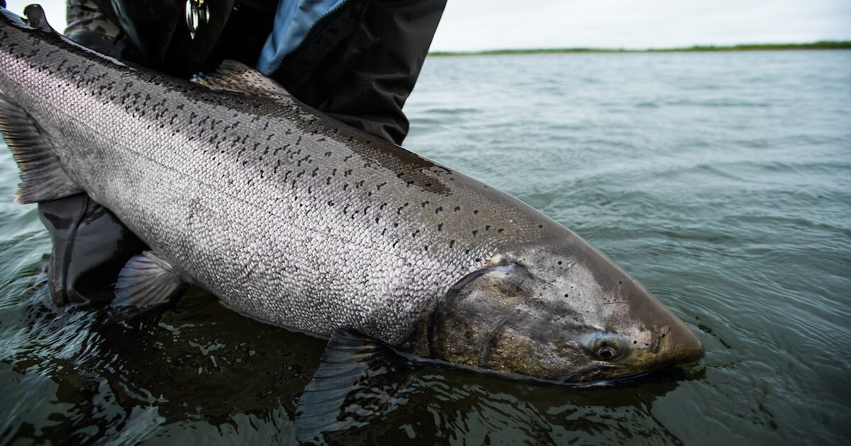 Hail to the King: How to Catch Chinook Salmon