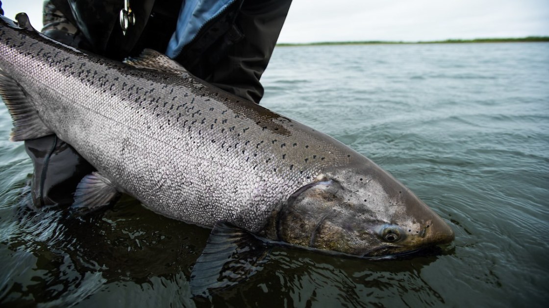 Chinook King Salmon - Alaska Fish Species