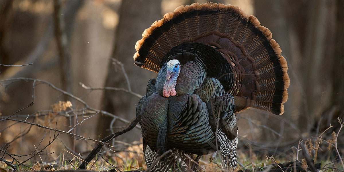 Turkey Time! A Look at Some of the Biggest Turkeys and Overall
