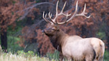 A Collaborative Elk Restoration Is in the Works for Minnesota