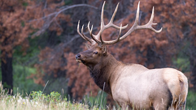 A Collaborative Elk Restoration Is in the Works for Minnesota