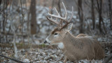 Rut Fresh Report: 11/21