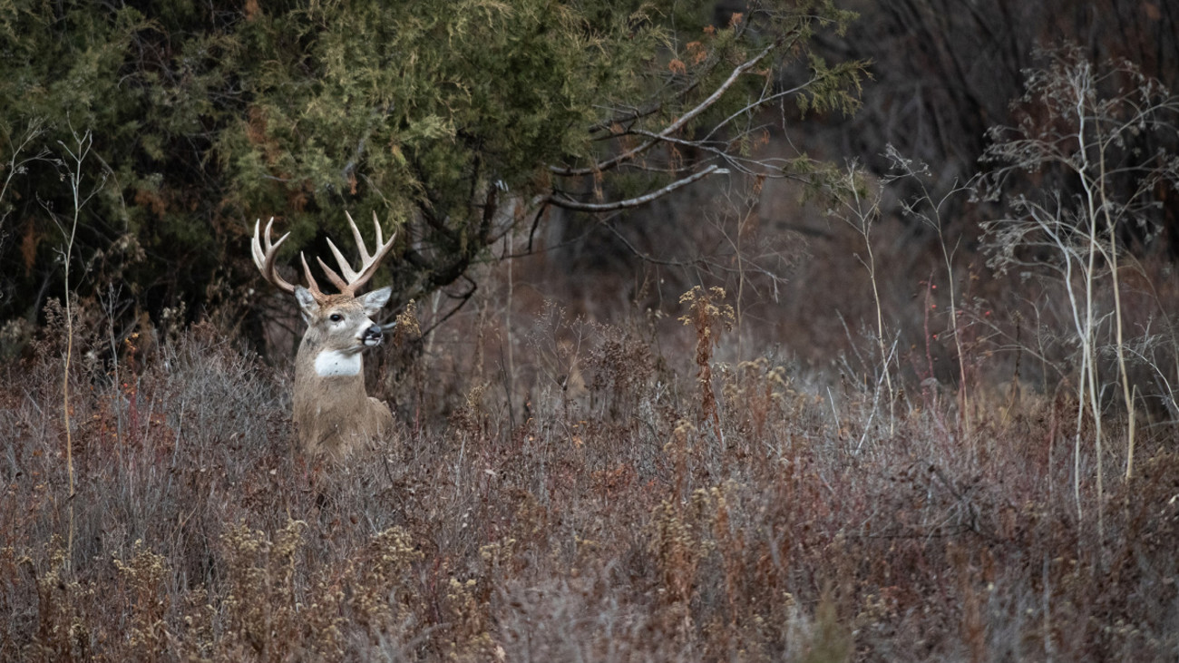 How to Kill a Whitetail Buck in October
