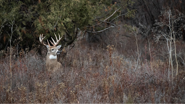 How to Kill a Whitetail Buck in October