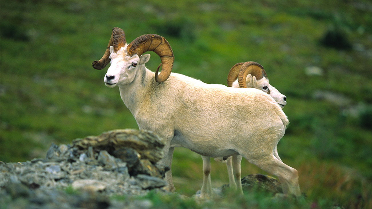 A Guide to Hunting Dall Sheep