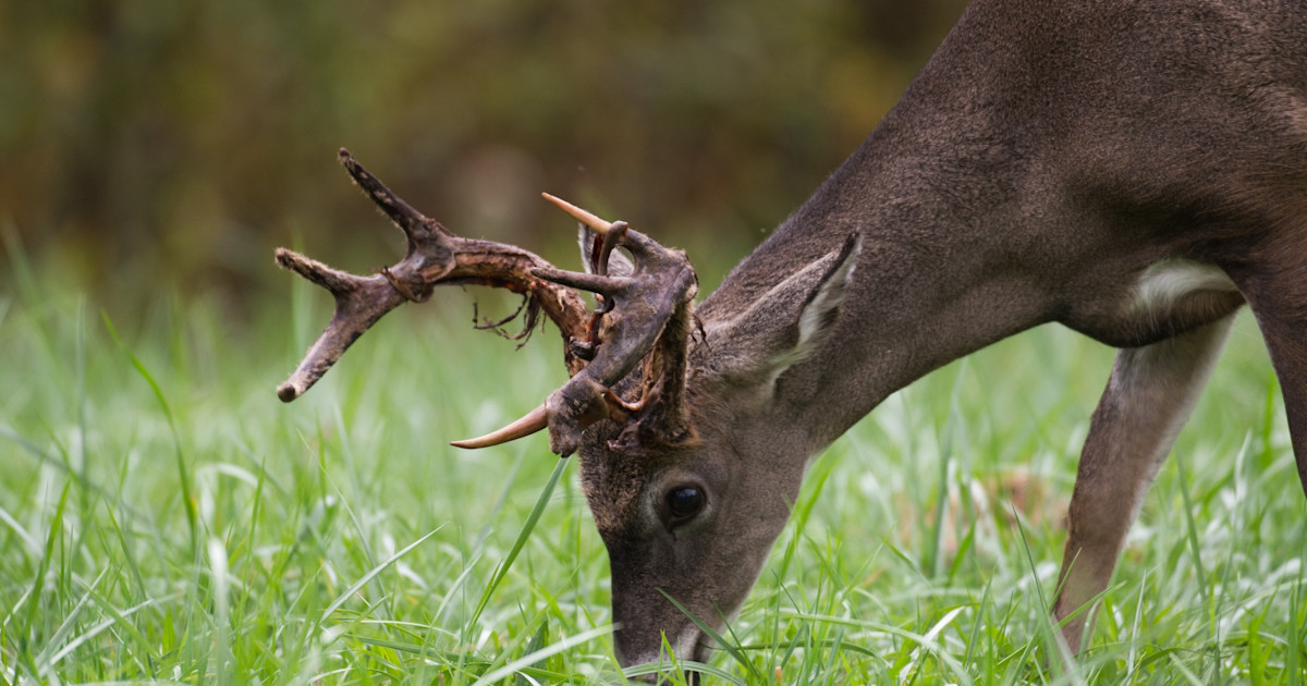 Antlers in Medicine: Ancient Remedies, Cancer Research, and Regenerative Science Antlers in Medicine: Ancient Remedies, Cancer Research, and Regenerative Science