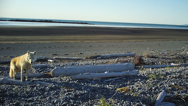 Study Shows Wolves Hunt Marine Mammals on Alaskan Coast
