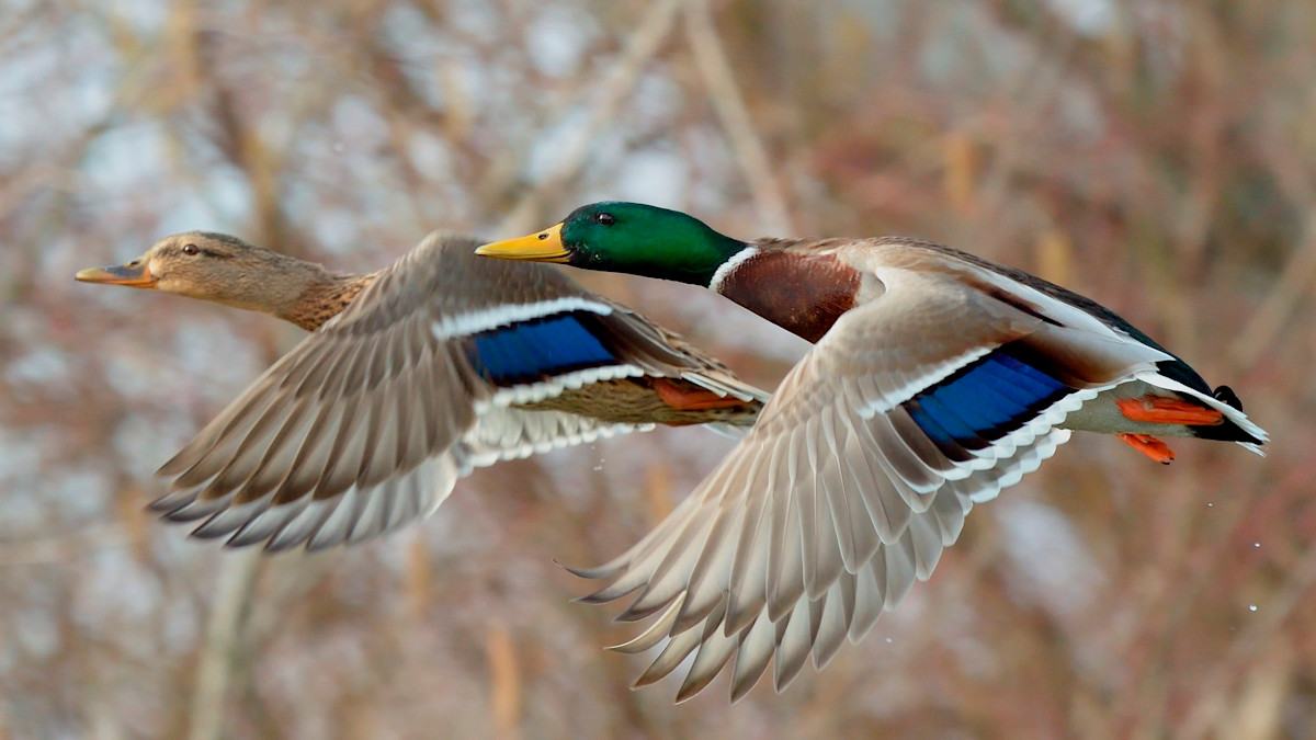 Are Game Farm Mallards a Threat to Wild Populations? 