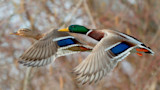 Are Game Farm Mallards a Threat to Wild Populations? 