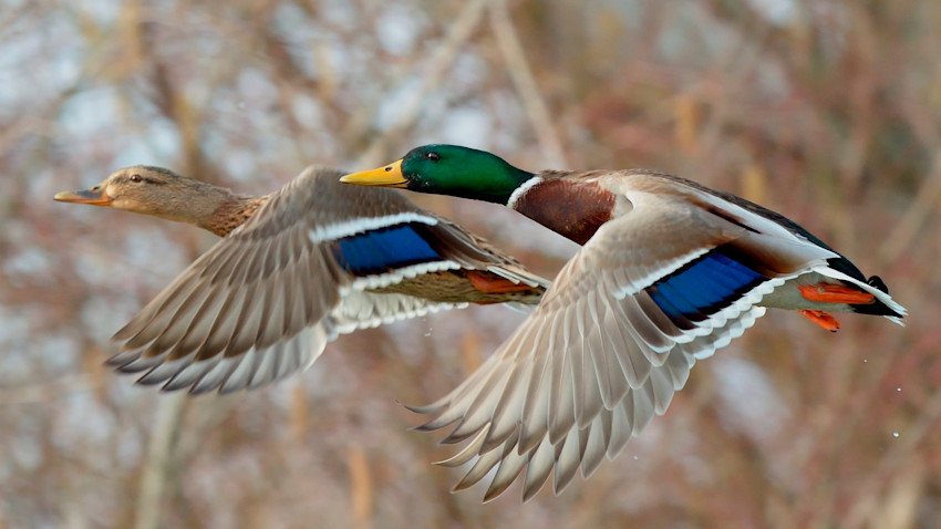 Pair of mallard ducks flying; drake with green head, hen mottled brown and blue wing patches