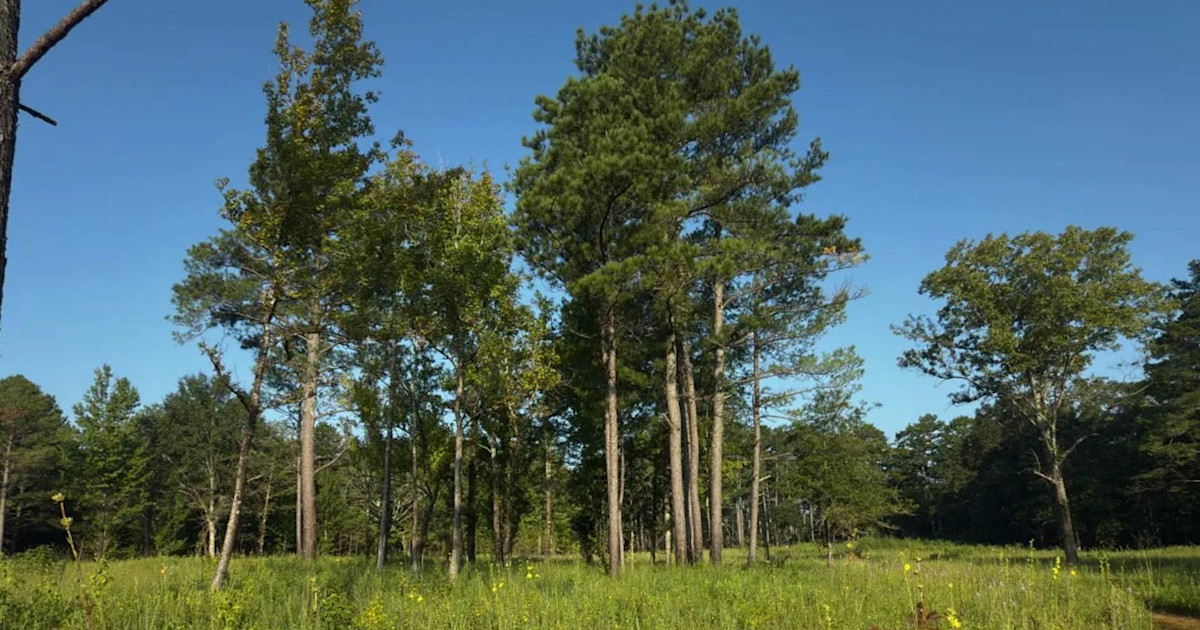 Alabama’s Black Belt Prairie Gets .5 Million for Habitat Improvements Alabama’s Black Belt Prairie Gets .5 Million for Habitat Improvements