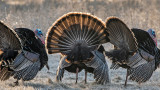 Will Western Turkey Flocks Suffer the Same Fate as Those Back East?