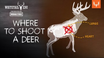 Where To Shoot a Deer