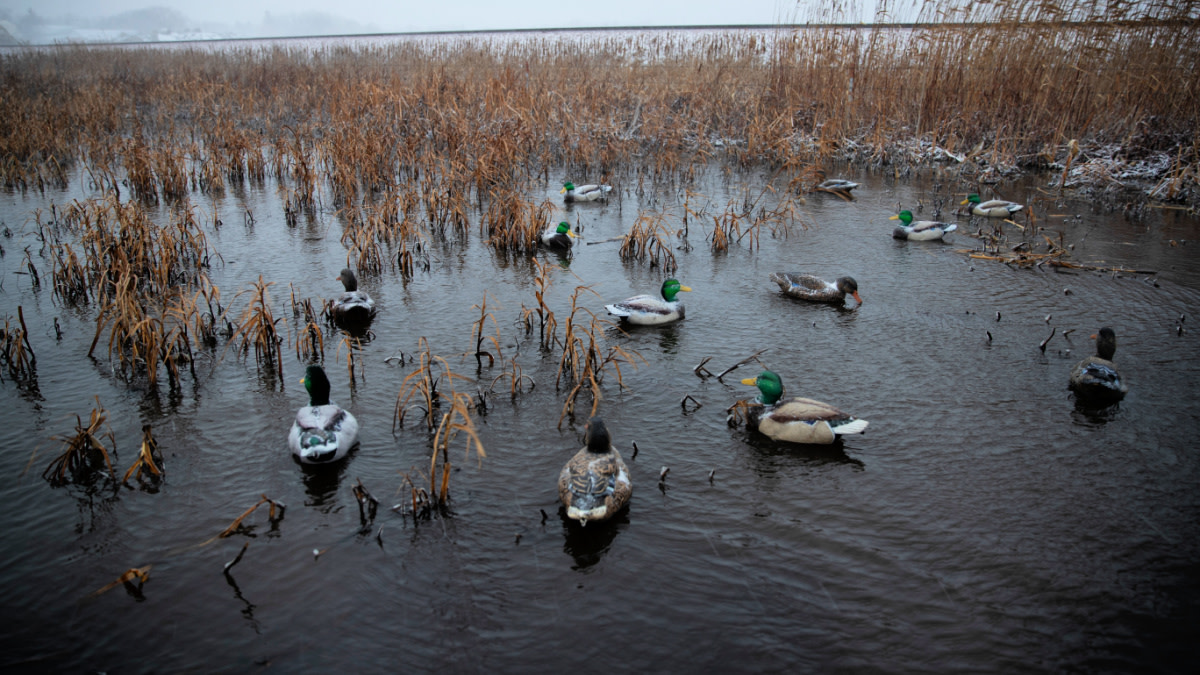 3 Never-Fail Duck Decoy Setups for Small Water | MeatEater Hunting