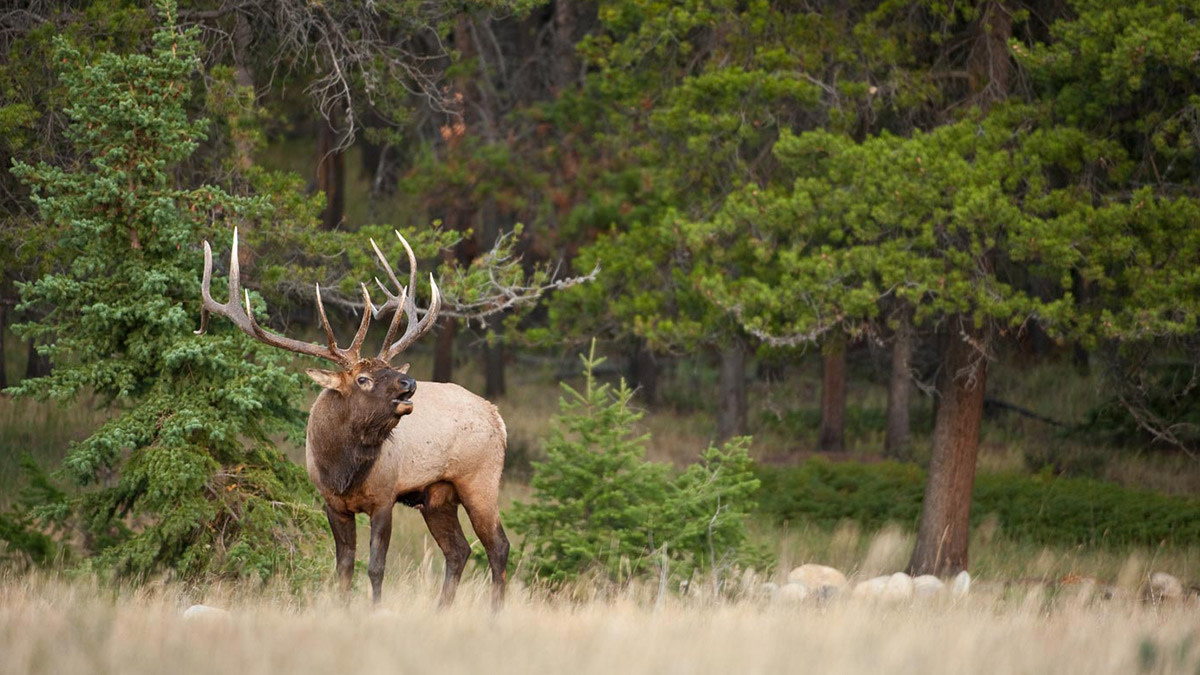 E-Scouting Basics: How to Plan Your First Western Hunt