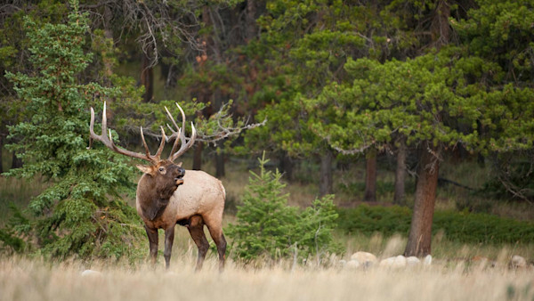 E-Scouting Basics: How to Plan Your First Western Hunt