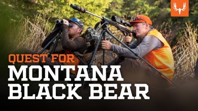 Quest for Montana Black Bear