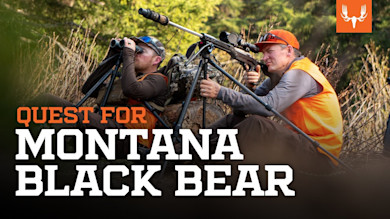 Quest for Montana Black Bear