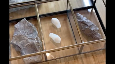 Glass display case holding two white elk ivories centered between two stone flake tools