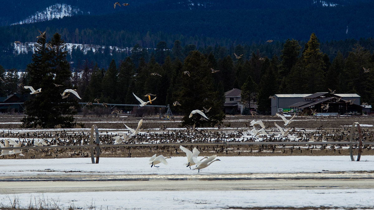 Interior Department to Weaken Protections for Waterfowl and Other Migratory Birds