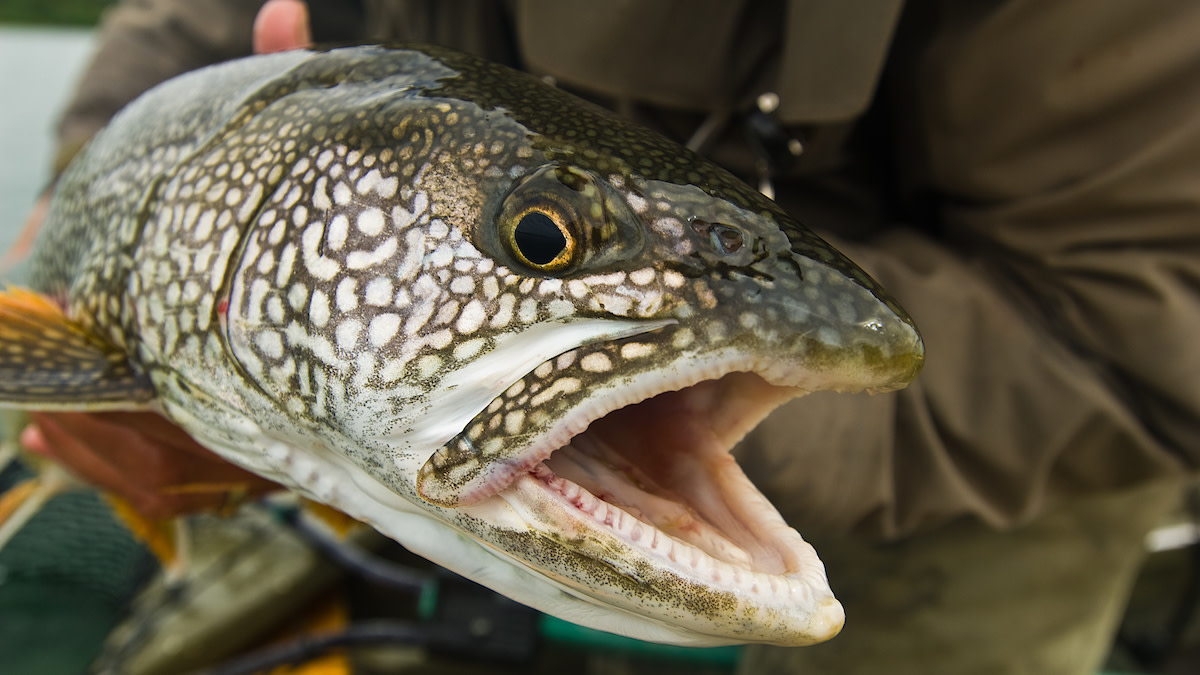 Top live baits for speckled trout