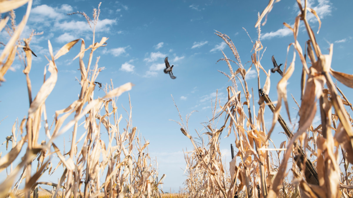 How to Kill Ducks at Midday MeatEater Hunting