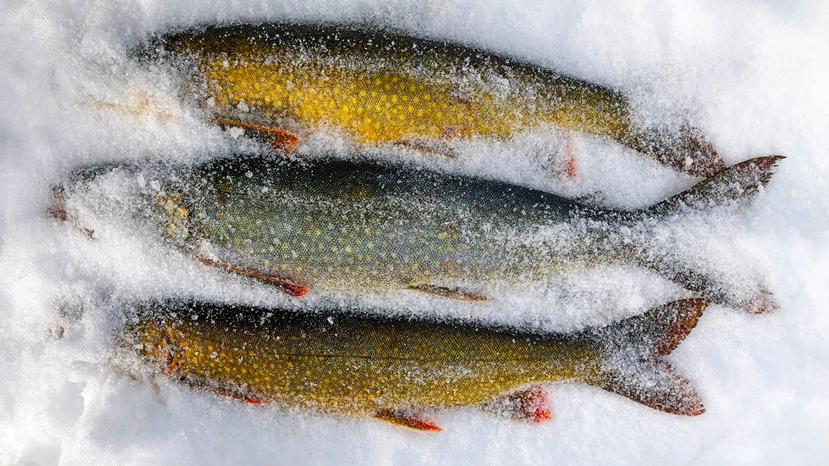 freezing live fish