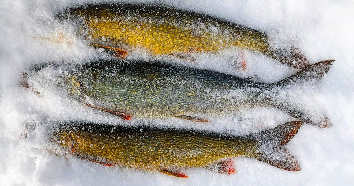 How to Properly Freeze Fish | MeatEater Wild Foods