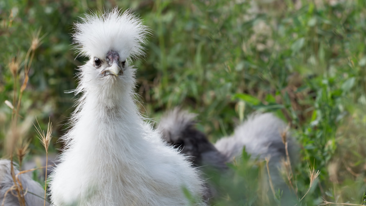 5 Weird Things Chickens Do and What They Mean