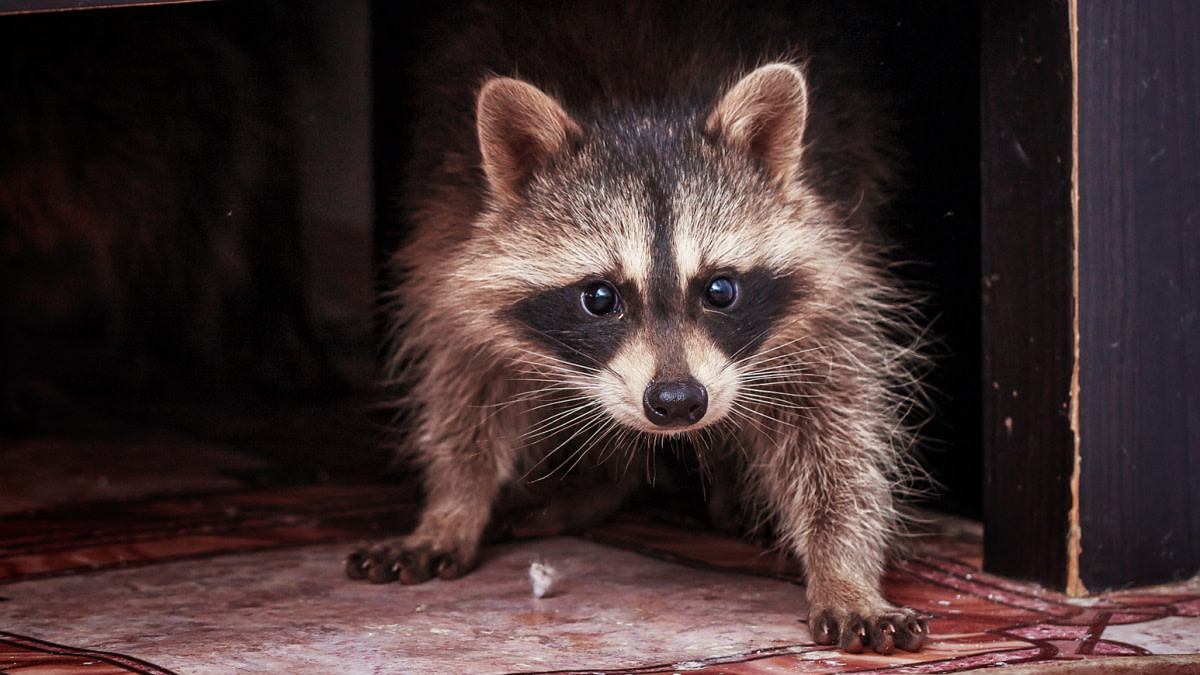 North Dakota Woman Arrested for Bringing Raccoon Into Bar | MeatEater  Conservation