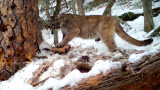 Video: Mountain Lion Caches Deer Kill Under Tree Bark