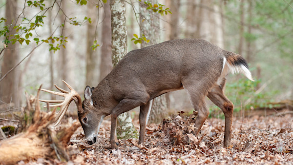 Active Scrapes Worthy of Hunting