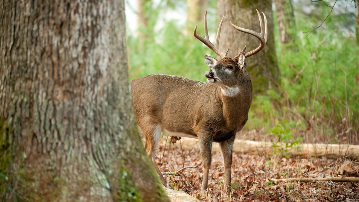 How to Deer Hunt a Staging Area