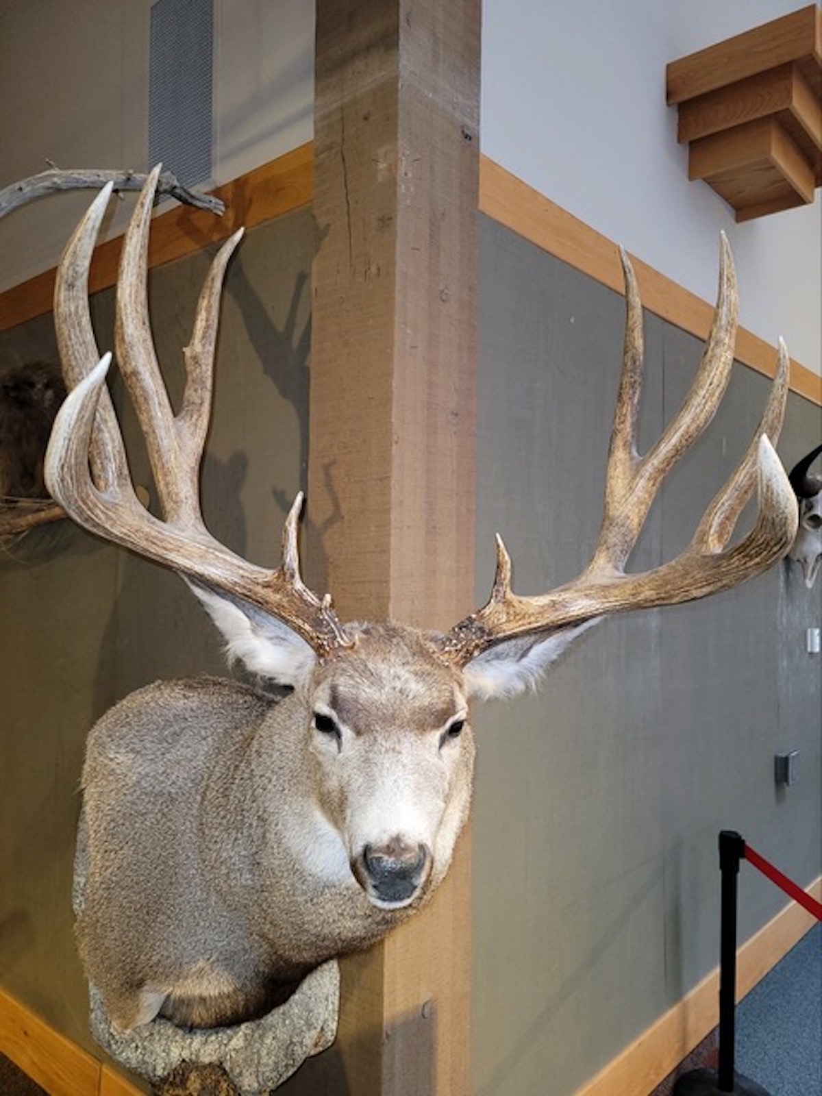 montana typical mule deer record