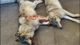 Two Men Charged for Poaching Wolves From Helicopter