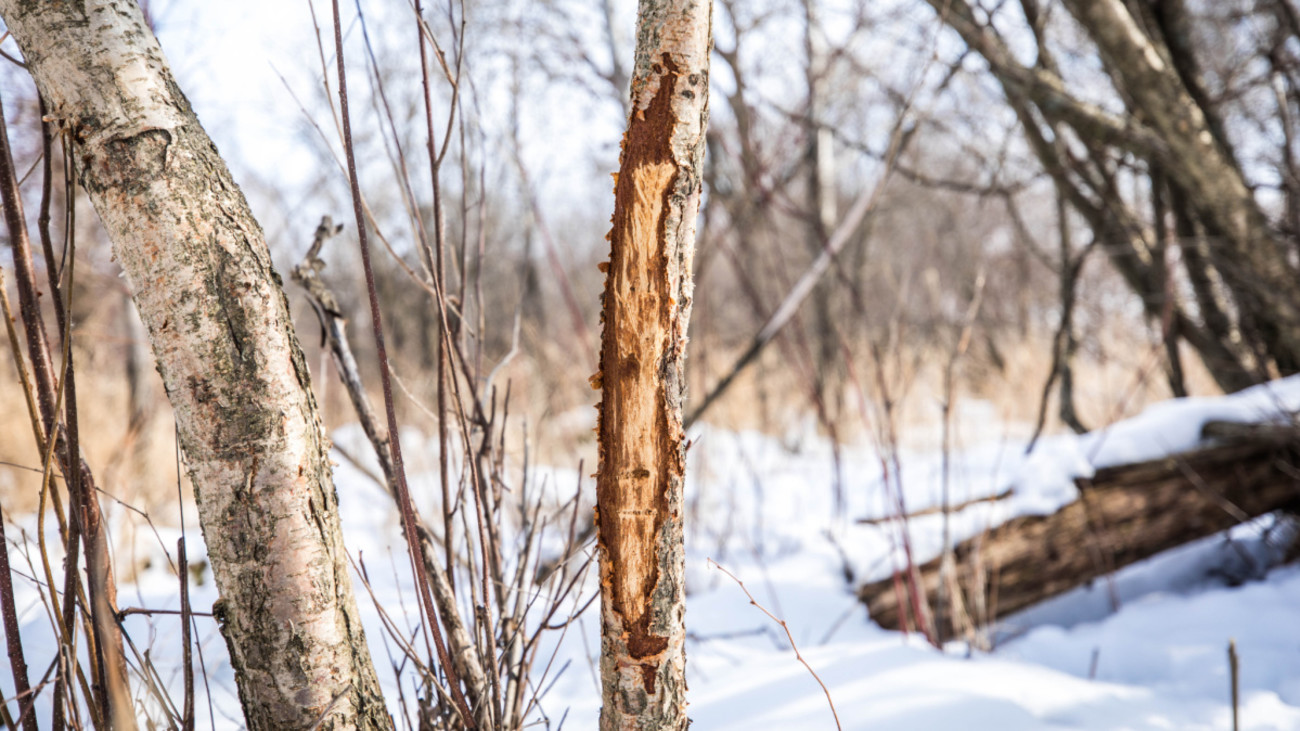 3 Lessons You Can Learn from Whitetail Rubs