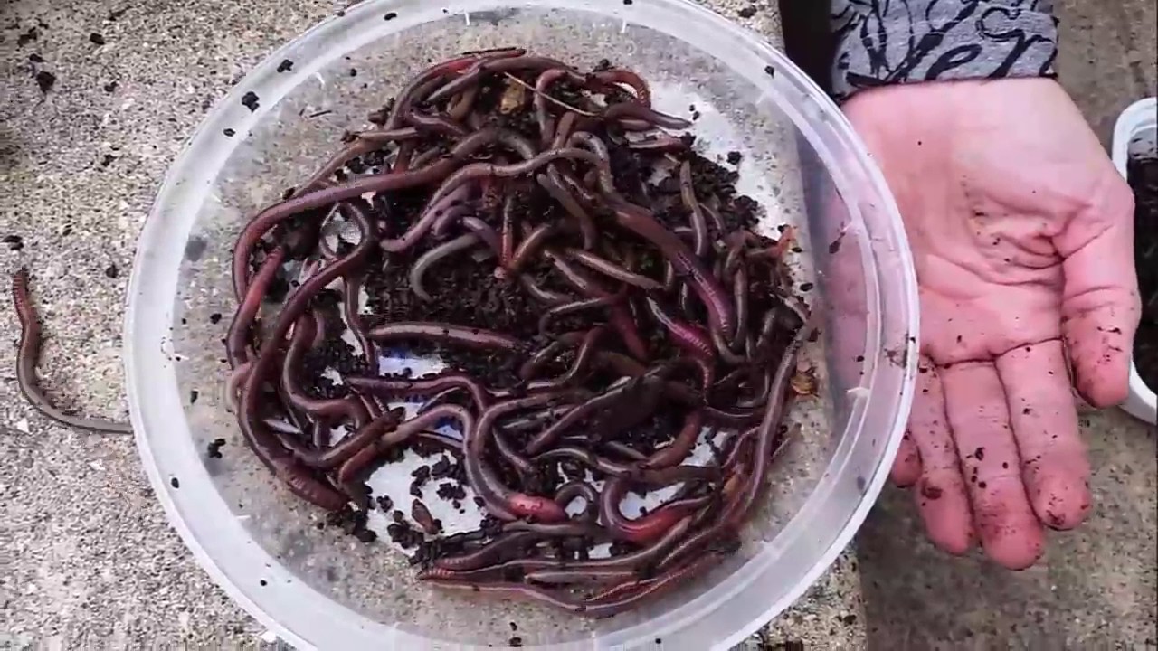 asian jumping worms