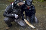 Oregon to Continue Wild Steelhead Harvest Despite Dismal Returns