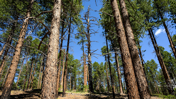 Pine Beetles Poised to Decimate Colorado’s Ponderosa Forests